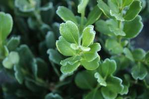 Hedging Chch Canterbury: Buxus harlandii Richard