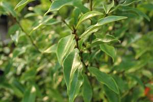 Hedging Chch Canterbury: Michelia figo