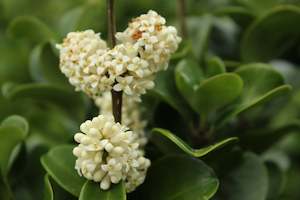 Ligustrum rotundifolium
