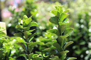 Euonymus Green Spire