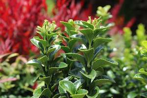 Hedging Chch Canterbury: Euonymous Emerald Green