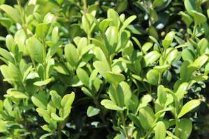 Hedging Chch Canterbury: Buxus Graham Blandy