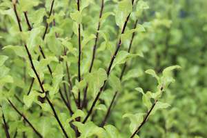 Hedging Chch Canterbury: Pittosporum tenuifolium Wrinkled Blue
