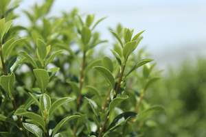 Pittosporum tenuifolium Jade
