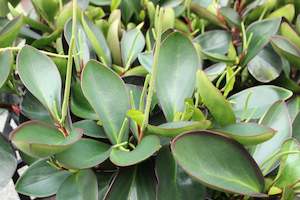 Peperomia Green Emerald