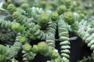House Plants Chch Canterbury: Crassula marneriana