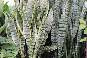 House Plants Chch Canterbury: Sansevieria trifasciata