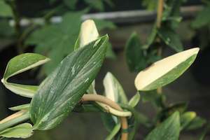 House Plants Chch Canterbury: Monstera standleyana albo variegata