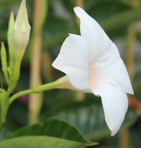 House Plants Chch Canterbury: Mandevillea white