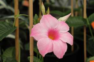 House Plants Chch Canterbury: Mandevillea Alice Du Pont