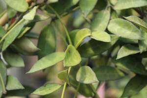 House Plants Chch Canterbury: Hoya Lacunosa