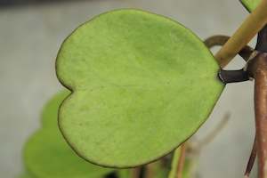 House Plants Chch Canterbury: Hoya kerrii