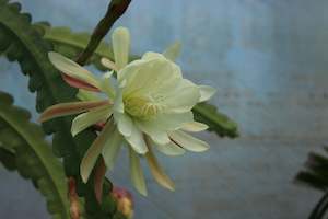 Epiphyllum crenatum