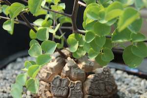 House Plants Chch Canterbury: Dendroseris littoralis