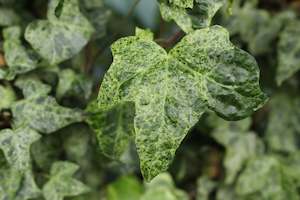House Plants Chch Canterbury: Hedera helix Gold Dust