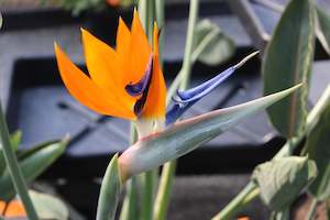 Strelitzia reginae