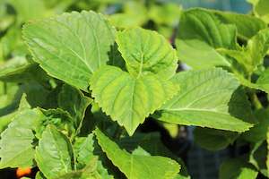 Hydrangea: Hydrangea Renate Steiniger