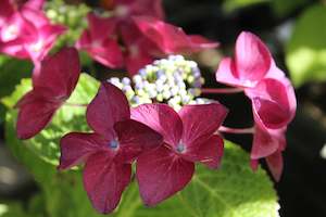 Hydrangea Strawberries & Cream