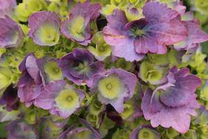 Hydrangea Mathilda Gutges