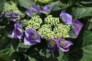 Hydrangea: Hydrangea Blueberries and Cream