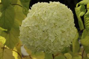 Hydrangea: Hydrangea arborescens Annabelle