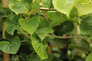 Hydrangea: Hydrangea petiolaris