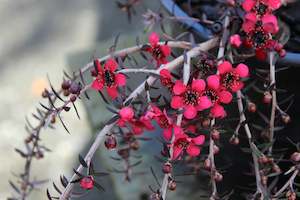 Nz Native Chch Canterbury: Leptospermum Red Falls