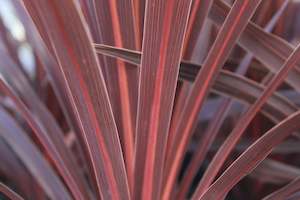 Nz Native Chch Canterbury: Cordyline australis Red Star