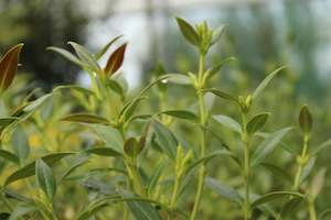 Metrosideros umbellata silver beacon