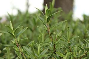 Nz Native Chch Canterbury: Hebe otari delight