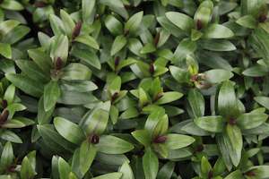 Nz Native Chch Canterbury: Hebe Catherine