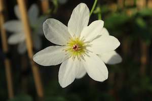 Clematis paniculata Purity