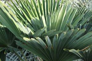 Palms Chch Canterbury: Trachycarpus wagnerianus
