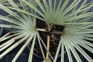 Palms Chch Canterbury: Brahea armata