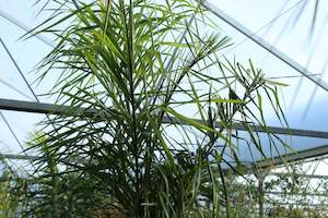 Palms Chch Canterbury: Syagrus romanzoffiana