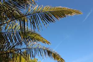 Palms Chch Canterbury: Phoenix canariensis