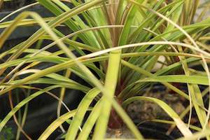 Beaucarnea recurvata