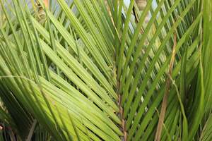 Palms Chch Canterbury: Rhopalostylis sapida Oceania