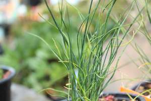 Allium sphaerocephalon