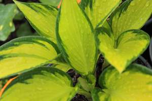 Hosta Orange Star
