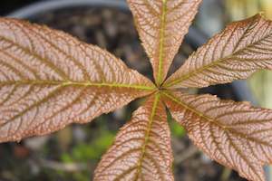 Perennials Bulbs Chch Canterbury: Rodgersia podophylla