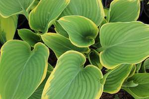 Perennials Bulbs Chch Canterbury: Hosta Sagae