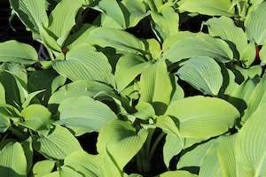 Hosta Biddys Blue