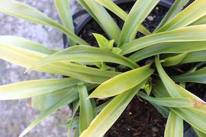 Perennials Bulbs Chch Canterbury: Speirantha gardenii
