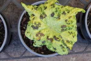 Podophyllum kaleidoscope