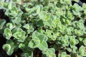 Origanum dictamnus