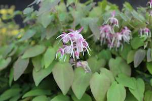 Epimedium youngianum Roseum