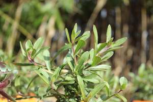 Gaura lindheimeri Whirling Butterflies