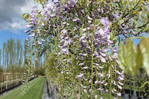 Pleaching Topiary Chch Canterbury: Wisteria lavender lace