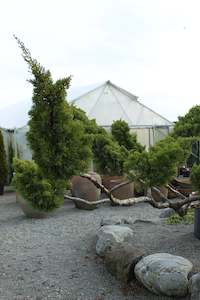 Pleaching Topiary Chch Canterbury: Juniperus chinensis kaizuka Cloud Pruned